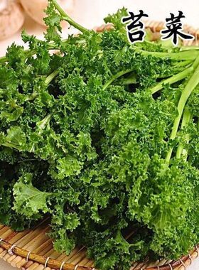 真好吃春不老绿绒菜种子苔菜籽花叶苔菜耐寒纤维少秋冬季蔬菜种子