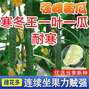 寒冬王黄瓜种子爬满地种籽孑四季播春秋蔬菜庭院节节瓜水果种阳台