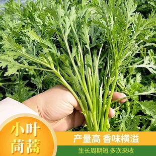小叶茼蒿菜种子一年四季长寿菜皇帝菜籽盆栽光杆茼蒿当季蔬菜种子