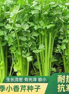 四季小香芹种子实心芹菜纤维少不易抽苔高产山芹种籽四季小香芹种