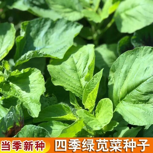 绿苋菜种子圆叶白苋菜种籽青苋菜四季播蔬菜种孑阳台盆栽春秋种植