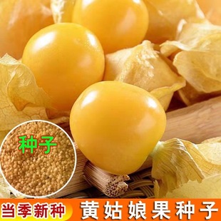黄姑娘果灯笼果种子种籽红甜孑黄蔬菜种籽树蔬菜水果种子大全