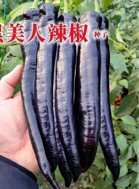 黑辣椒种子营养丰富紫色美人辣椒种籽香辣高产四季播种蔬菜种子