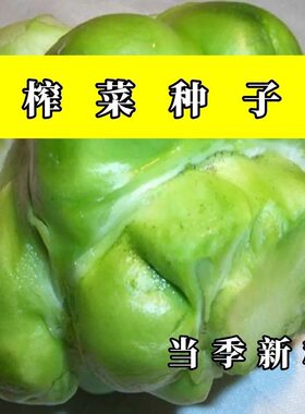 榨菜种子榨菜头疙瘩农家新鲜青菜头菱角菜羊角菜种子爽口榨菜种子