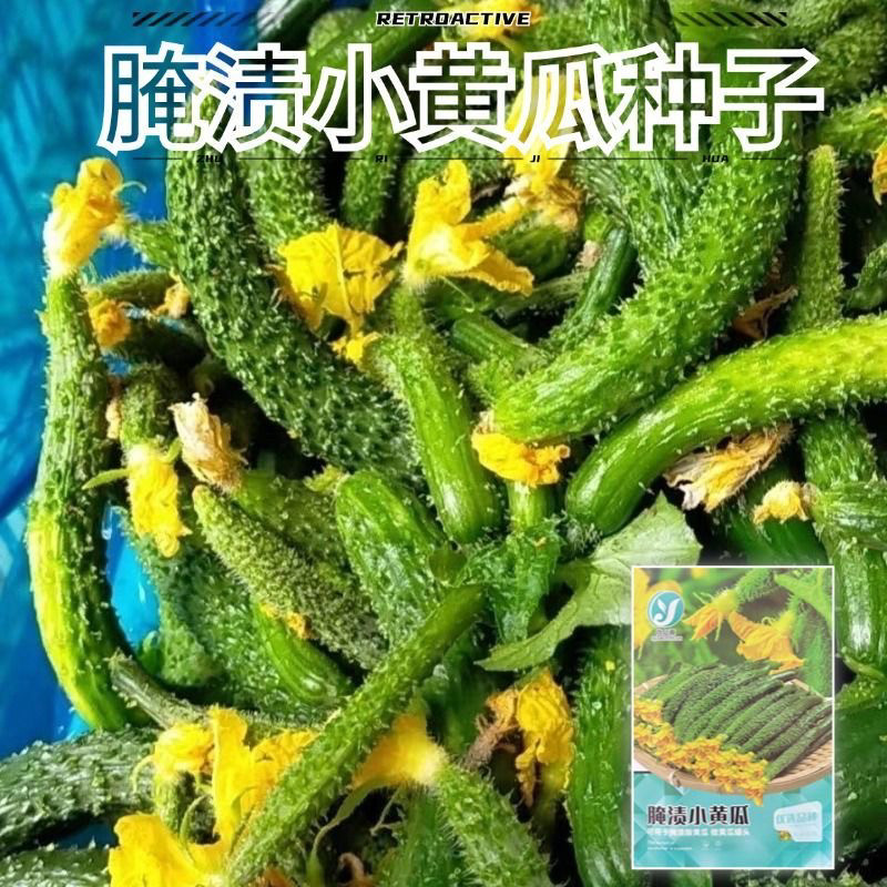 腌渍小黄瓜种子小拇指茄子籽腌渍咸菜专用春秋菜籽腌制小黄瓜种子