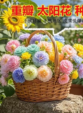 重瓣多层太阳蓝色种子四季大花易活开花不断盆栽耐旱花籽阳台庭院