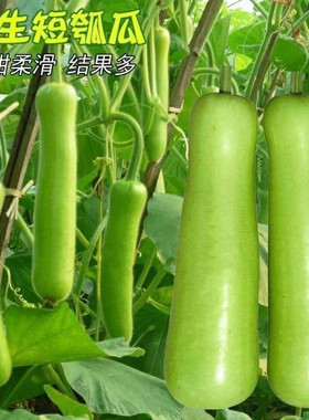 清香短瓠瓜种子短蒲瓜种籽甜瓠子瓜菜葫芦短棒农家阳台四季蔬菜种