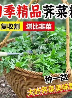【荠菜】农家四季正宗美味野生荠菜食用盆栽荠菜新鲜芥菜蔬菜种子