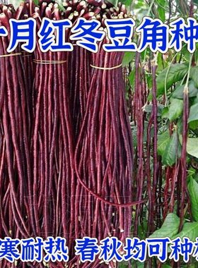 耐热十月红豆角种子高产特长红豇豆籽紫架豆夏秋冬中晚熟蔬菜种子