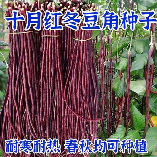 耐热十月红豆角种子高产特长红豇豆籽紫架豆夏秋冬中晚熟蔬菜种子