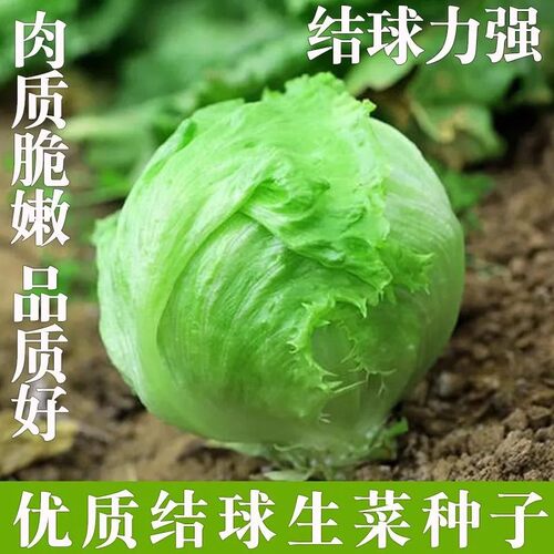 结球生菜奶油圆生菜西餐汉堡火锅用包心沙拉新鲜蔬菜圆西生菜