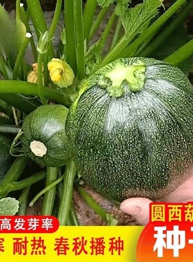 甜糯早青小南瓜种子绿色圆南瓜阳台盆栽蔬菜种子