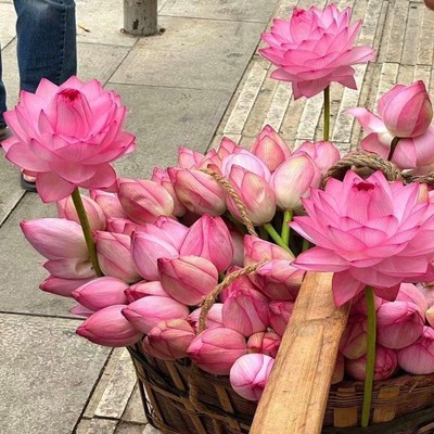 【净化空气】碗莲种七彩五颜六色水培花卉水养四季莲花水莲花水养
