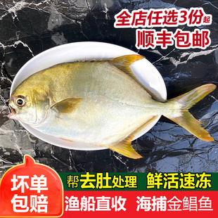 金昌鱼新鲜海捕深海鲜活冷冻潮汕海鲜水产1斤1条海鲳鱼大金鲳鱼