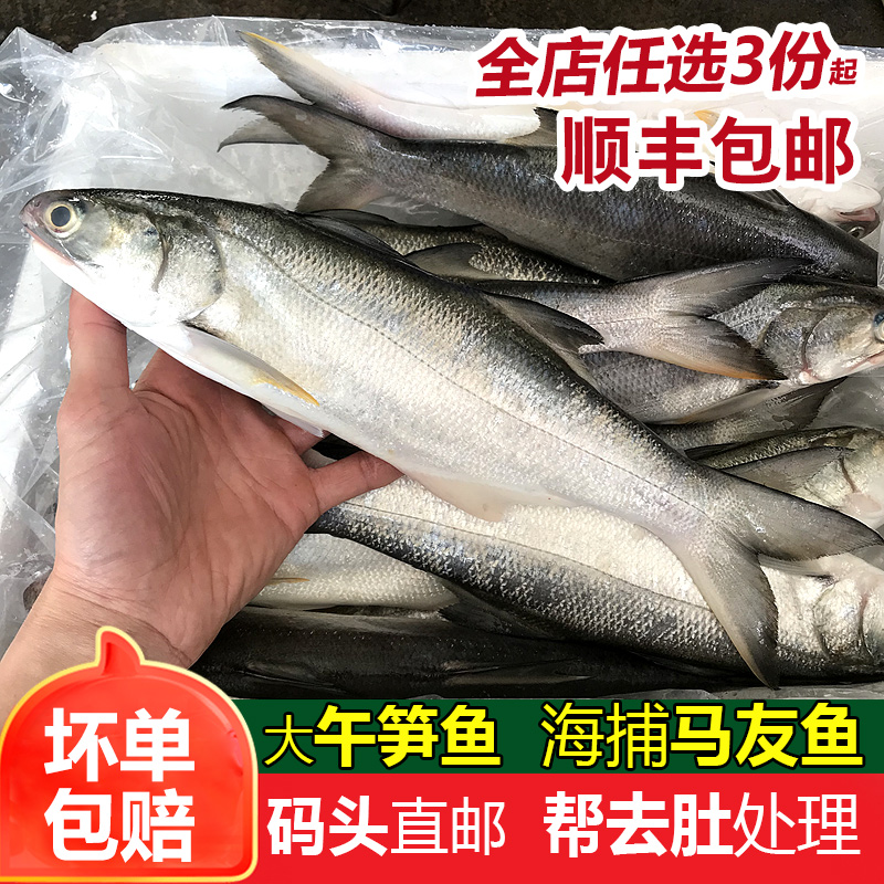 大马友鱼午笋鱼鲜活冷冻海鲜水产新鲜海捕鱼午仔鱼每条450g-550g-封面