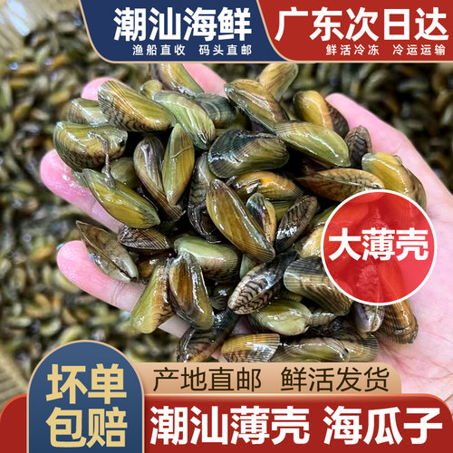 下单送金不换潮汕薄壳鲜活海瓜子