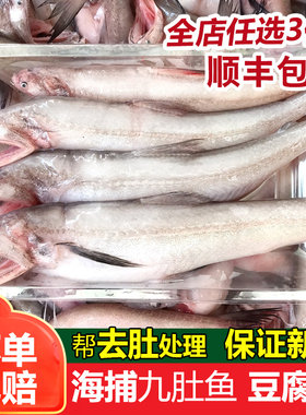 海捕新鲜500g九肚鱼