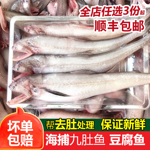 本港豆腐鱼九肚鱼海捕海鲜水产丝丁鱼新鲜冷冻龙头鱼去肚前500g