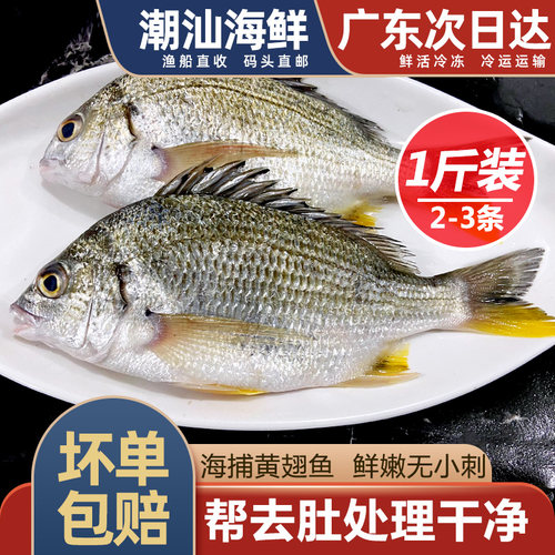 黄翅鱼黄立鱼一斤3条帮去肚处理