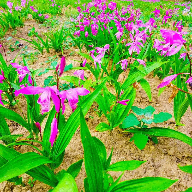 白芨种苗白芨种子白及苗子紫花三叉白芨苗名贵中药材