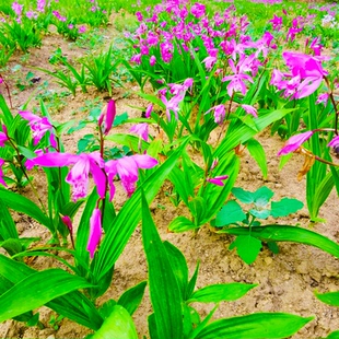 白芨种苗白芨种子白及苗子紫花三叉白芨苗名贵中药材