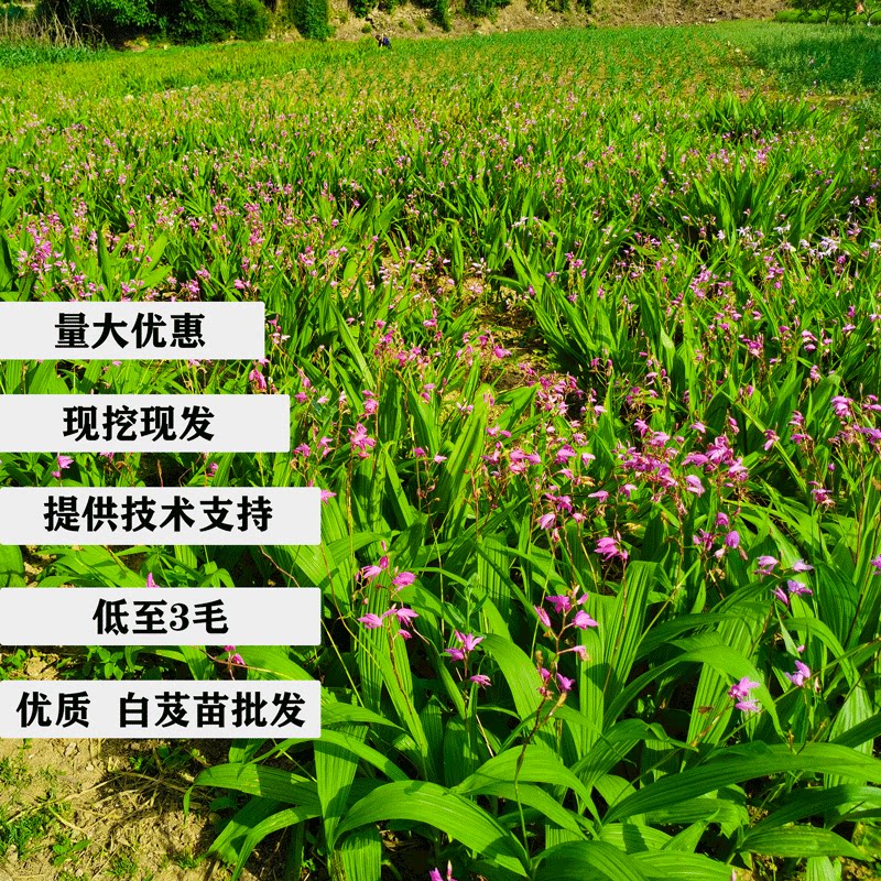 云南白芨种苗白及苗白芨苗子紫花药材种子/种苗