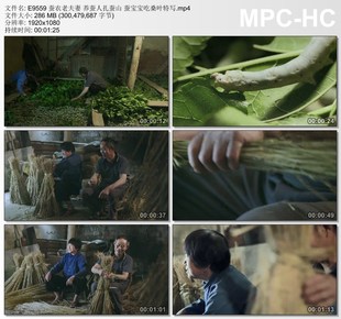 蚕农老夫妻养蚕人扎蚕山蚕宝宝吃桑叶特写 高清视频剪辑素材