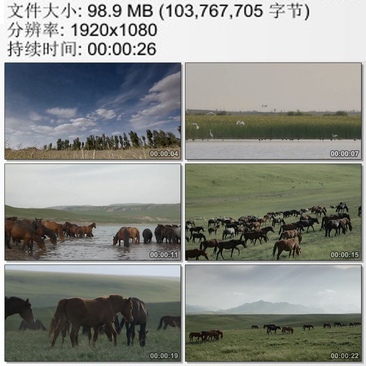 河西走廊 塞上江南水草丰美实拍 仙鹤与野马群 高清视频素材