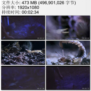 夜晚持荧光灯捉蝎子视频 毒蝎特写 中草药材 高清实拍视频素材