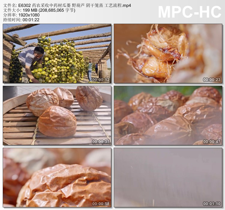 药农采收中药材瓜蒌 野葫芦 阴干笼蒸 工艺流程 实拍视频剪辑素材