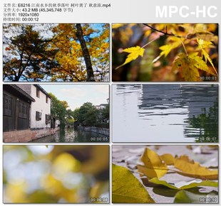 江南水乡的秋季落叶树叶黄了 秋意浓浓 实拍视频素材