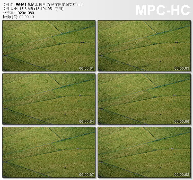鸟瞰水稻田农民在田垄间穿行 实拍动态视频素材