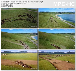 4K航拍 甘肃张掖山坡草原视频 雪山湖泊 马群牧马 实拍短视频素材