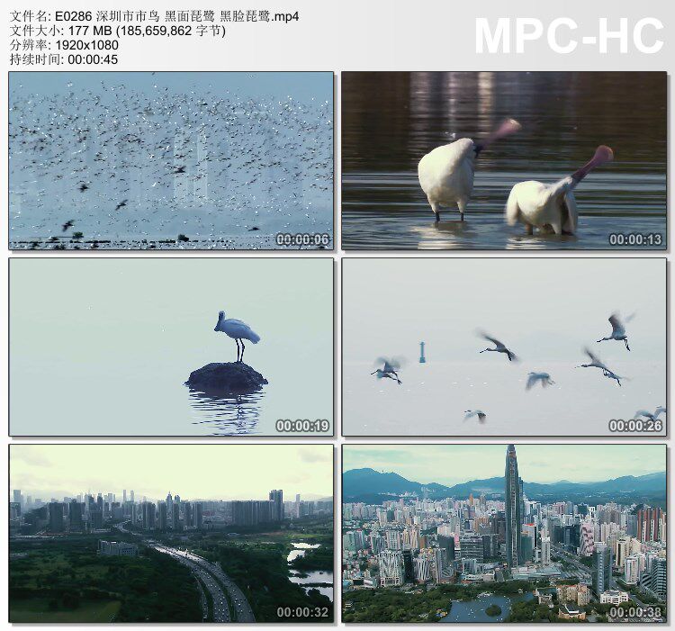 深圳市市鸟黑面琵鹭黑脸琵鹭 高清实拍视频素材