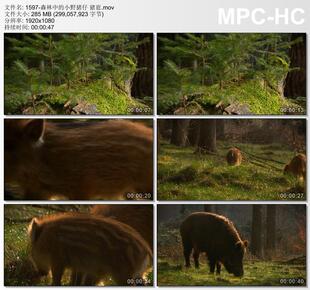 森林中的小野猪仔猪崽 高清实拍视频剪辑素材