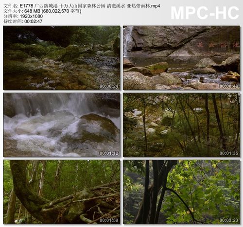 广西防城港十万大山森林公园 清澈溪水亚热带雨林 实拍短视频素材