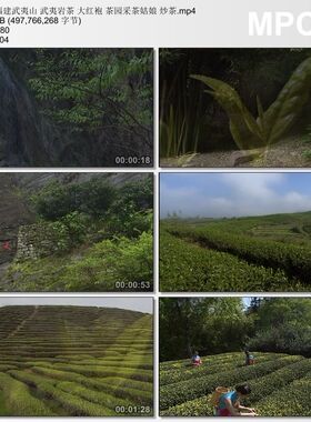 福建武夷山 武夷岩茶 大红袍 茶园采茶姑娘炒茶 实拍视频素材