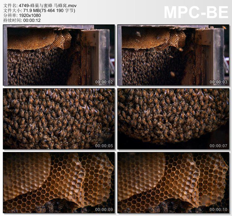 蜂巢与蜜蜂马蜂窝 实拍视频素材