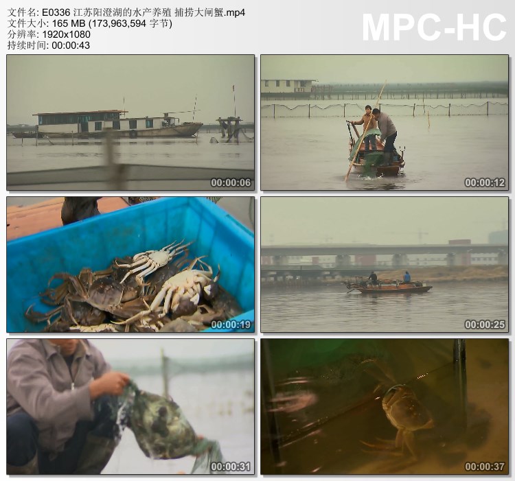 江苏阳澄湖的水产养殖捕捞大闸蟹 实拍视频动态素材