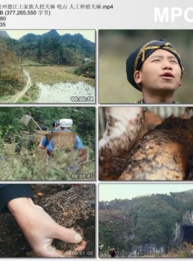 贵州德江土家族人挖天麻 吼山 人工种植天麻 高清实拍视频素材