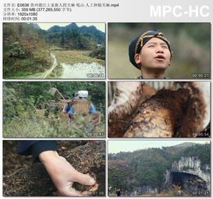 贵州德江土家族人挖天麻 吼山 人工种植天麻 高清实拍视频素材