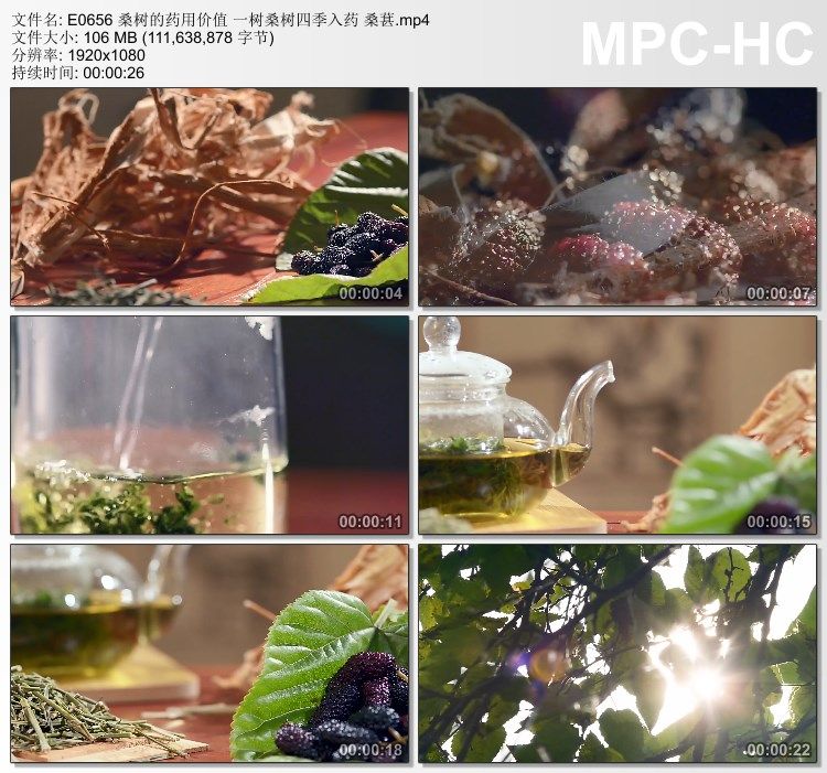 桑树的药用价值 一树桑树四季入药桑葚 实拍视频素材