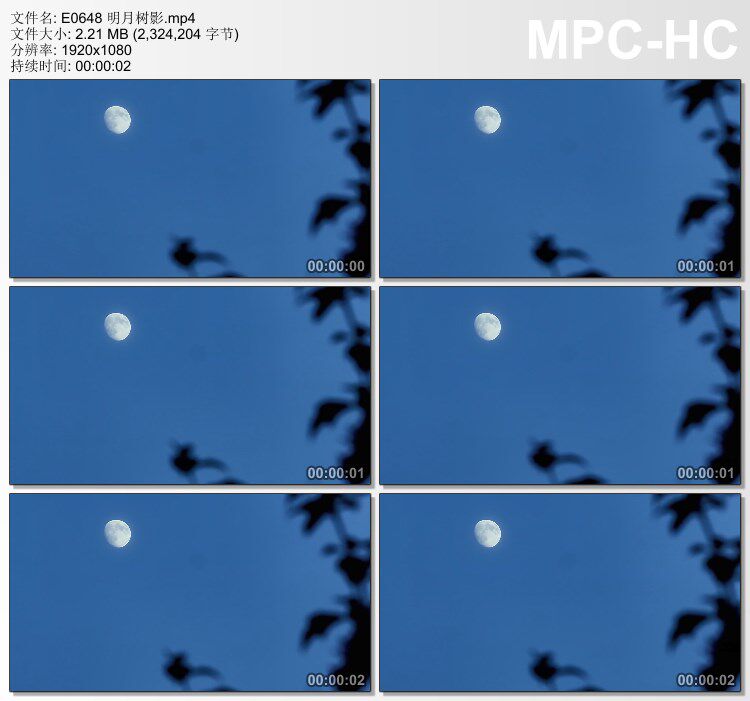 明月树影 实拍视频素材