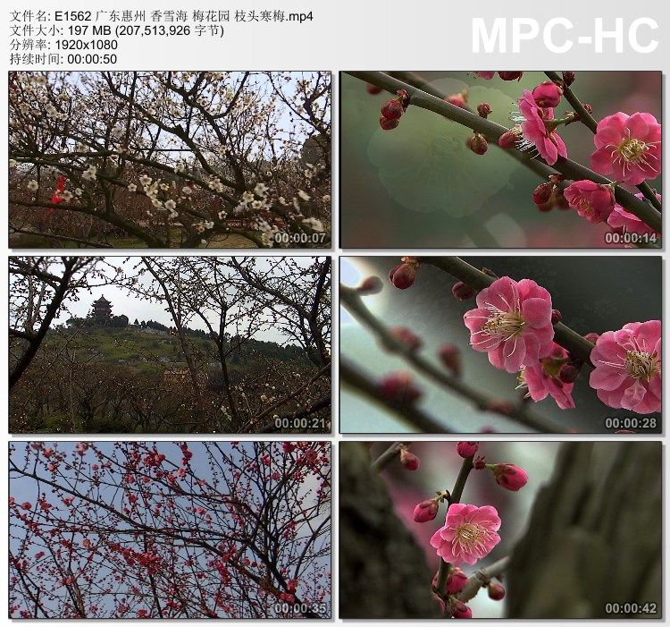 广东惠州香雪海 梅花园枝头寒梅 高清实拍视频素材