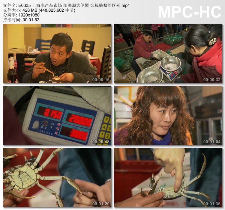 上海水产品市场阳澄湖大闸蟹公母螃蟹的区别 高清实拍视频素材