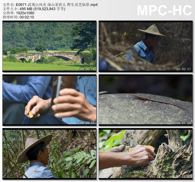 武夷山风光深山采药人 野生灵芝仙草 实拍视频素材