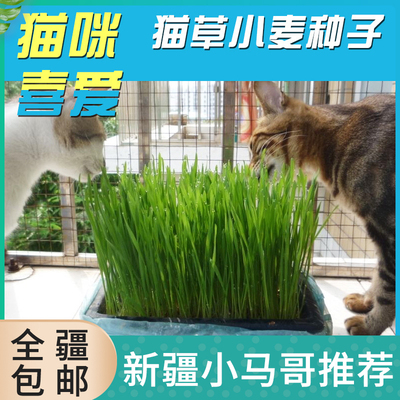 好棒宠物天然无公害猫草去毛球