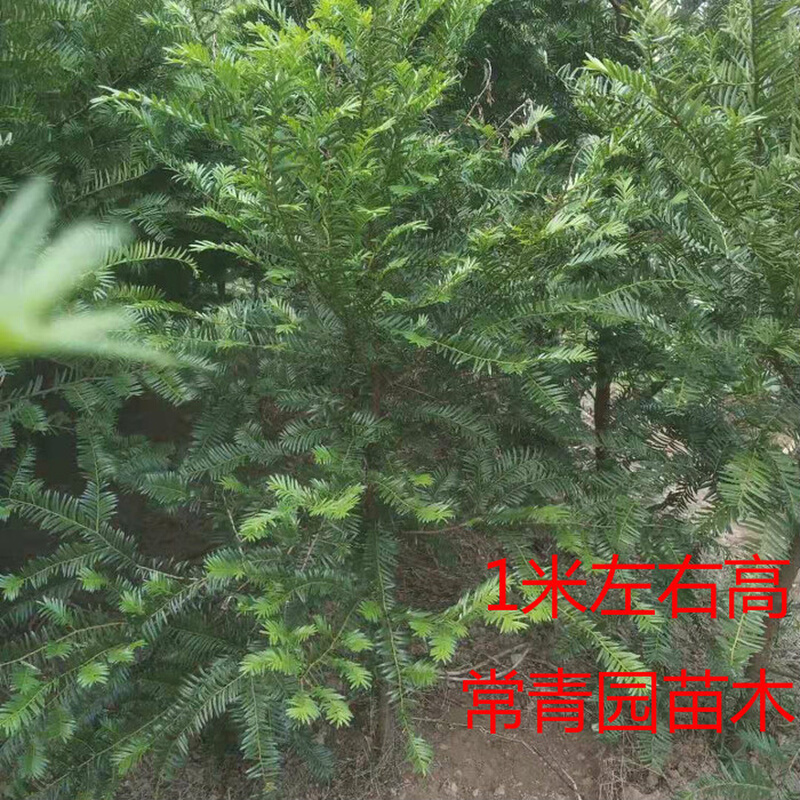 名贵正宗南方红豆树苗杉地栽盆栽东北耐寒曼地亚红豆杉树苗植物