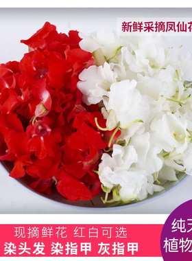 白色凤仙花花瓣新鲜治疗红灰指甲草染人指甲小桃红女儿花泡脚泡酒