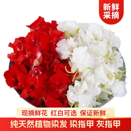 白色凤仙花指甲女儿天然植物染人